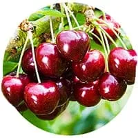 Саженцы черешни по доступной цене в магазине Флориум.
