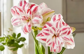 Амариллис (гиппеаструм) Купить