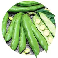 Семена бобовых по доступной цене в магазине Флориум.
