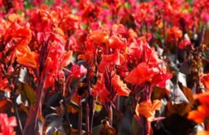 Канны Купить