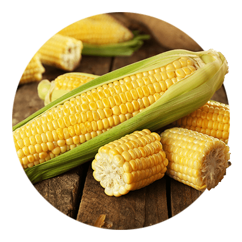 Семена кукурузы 🌽 Купить