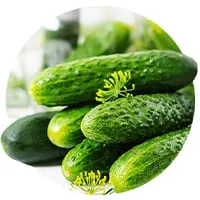 Семена огурцов 🥒 по доступной цене в магазине Флориум.