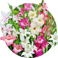 Низкорослые гладиолусы по доступной цене в магазине Флориум.