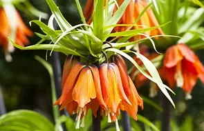 Фритиллярия Купить