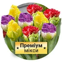 Мікси преміум тюльпанів по доступній ціні в магазині Флоріум.