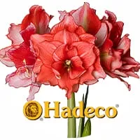 Амариллисы от Hadeco по доступной цене в магазине Флориум.