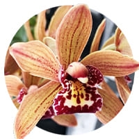 Орхидеи Цимбидиум Купить