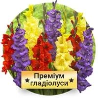 Премиум Гладиолусы по доступной цене в магазине Флориум.