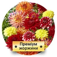 Преміум Жоржини по доступній ціні в магазині Флоріум.