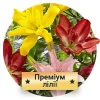 Преміум Лілії по доступній ціні в магазині Флоріум.
