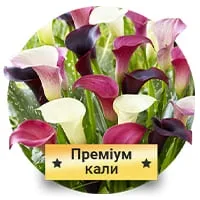 Премиум Каллы по доступной цене в магазине Флориум.