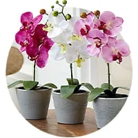 Орхидеи 🌺 по доступной цене в магазине Флориум.