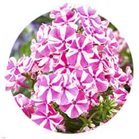 Флокс пятнистый по доступной цене в магазине Флориум.