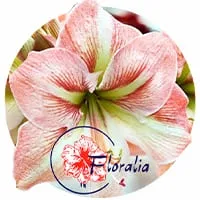 Амариллисы от Floralia по доступной цене в магазине Флориум.
