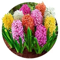 Гиацинты садовые по доступной цене в магазине Флориум.