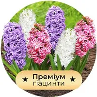Миксы Премиум Гиацинтов по доступной цене в магазине Флориум.