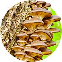 Мицелий грибов на древесном носителе Купить