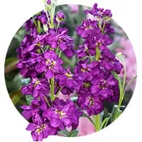 Семена матиолы по доступной цене в магазине Флориум.