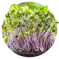 Семена микрозелени 🍀 Купить