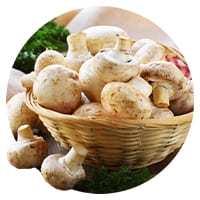 Міцелій грибів 🍄 Купити