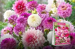 Премиум Луковицы Купить