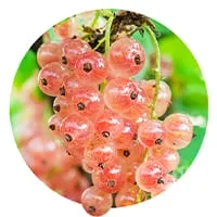 Смородина розовая по доступной цене в магазине Флориум.
