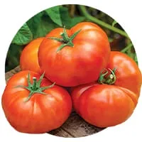 Семена помидор и томатов 🍅 по доступной цене в магазине Флориум.