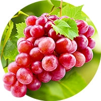 Ранні сорти винограду Купити