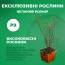 Лапчатка Floppy Disk фото