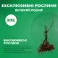 Смородина Чернеча фото
