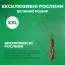 Малина (ремонтантная) Rubyfall фото