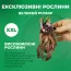 Ревінь Goliath фото