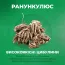 Ранункулюс білий фото