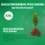 Самшит вечнозеленый фото