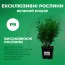 Туя Tiny Tim фото