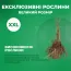 Клен червоний фото