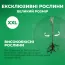 Облепиха крушиновидная фото