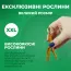 Гипсофилла Snowflake (Брендовые саженцы KAPITEYN®) фото