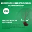 Кизил Семен фото