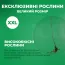 Диервилла Splendens фото
