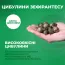 Зефирантес Candida фото