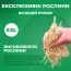Аквилегия Ruby Port фото