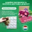 Ирис мечевидный Variegata фото