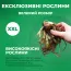 Ирис мечевидный Variegata фото