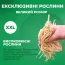 Герань Tiny Monster фото