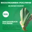 Ирис Spring Madnes фото