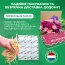 Эхинацея Raspberry фото