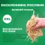 Эхинацея Raspberry фото