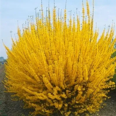 Форзиція Spectabilis фото