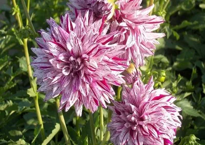 Жоржина Blackberry Ripple фото